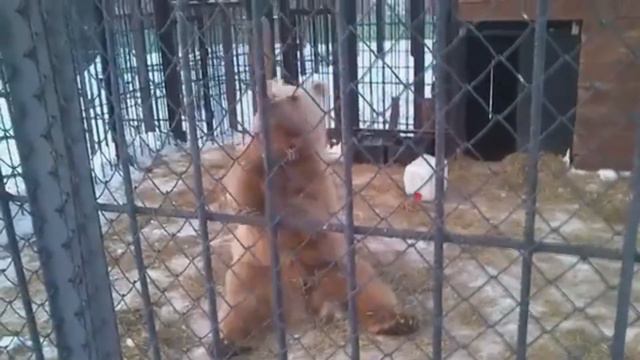 Кунг-фу Панда залипает смотреть онлайн