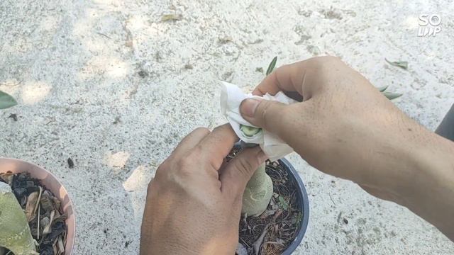 Injerto de Rosa del Desierto #shots смотреть онлайн