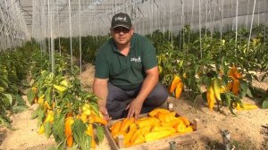 Перец "Сибирская лиса".