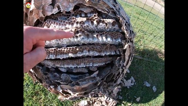 Как устроено гнездо азиатского шершня Объяснение Охотник на шершня смотреть онлайн