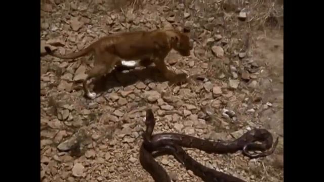 Big Battle! King Lion vs Python Snake | Lion Try To Hunt Python | Most Amazing Wild Animal Attacks смотреть онлайн