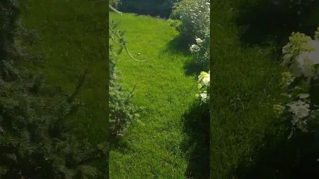 Гортензия, гортензия и ель #гортензия #гортензии #ель #дача #цветы #flower #flowering #garden смотреть онлайн