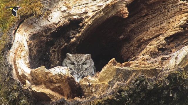 The Distinctive Calls of Owls: A Sampler смотреть онлайн