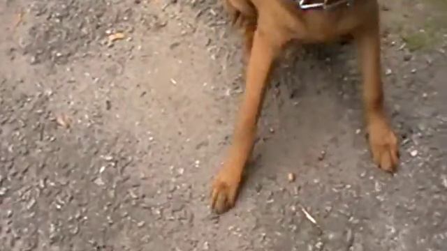 Дрессировка Шарпея. Команда лежать для собаки 2017 Team lie for the dog смотреть онлайн