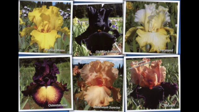 Tribute to Iris Hybridizers, Nurseries and American Iris Society смотреть онлайн
