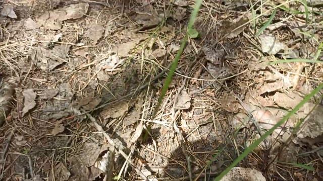 Сыроежка зелёная - прекрасный гриб. Грибы летом. смотреть онлайн