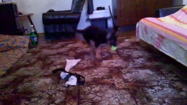 Немецкая Овчарка, 2 месяца, вес 10кг, девочка. смотреть онлайн