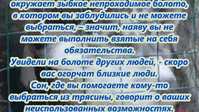 К чему снится болото смотреть онлайн