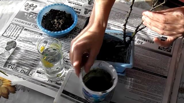 Выращиваем розы в комнатных условиях! смотреть онлайн