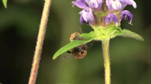 Насекомые или миллиметровый мир - Часть 1. Великая стратегия - Документальный фильм
