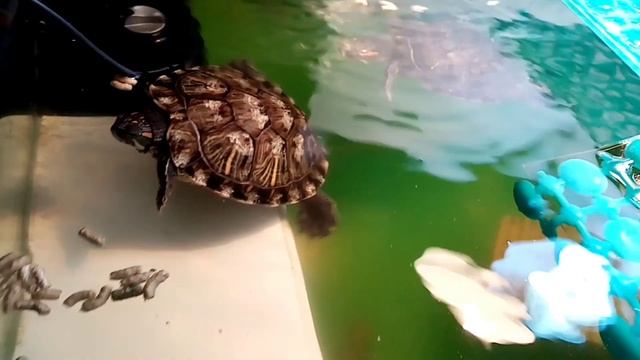 Обогреватели воды для красноухой черепахи. Терморегуляторы смотреть онлайн