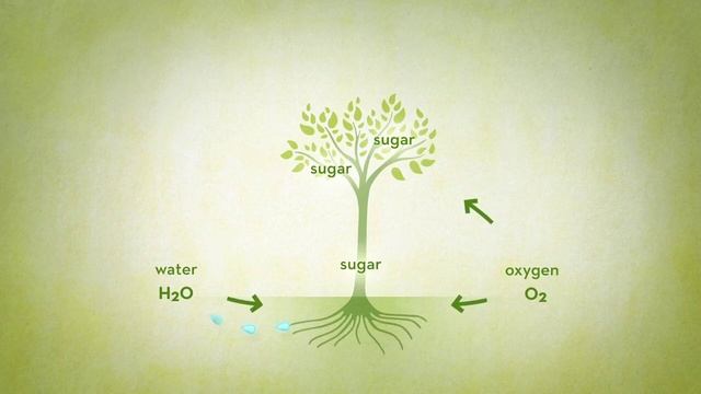 TreePeople - How a Tree Works смотреть онлайн