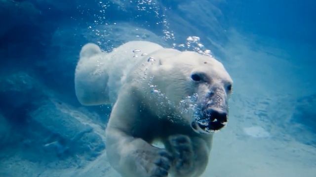 10 фактов о белых медведях смотреть онлайн