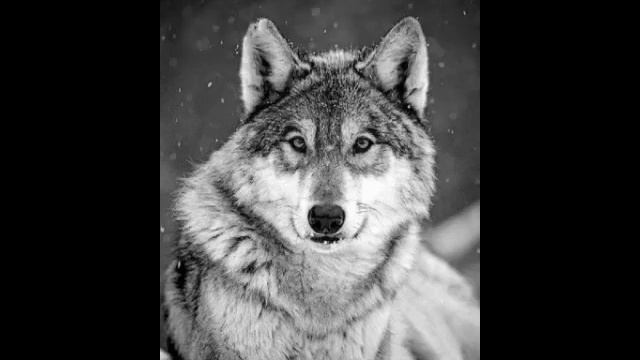 Трогательный стих про волка. Смотреть всем!!!!!!