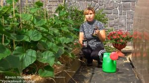 ГУМАТ АММОНИЯ