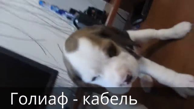 Щенки бигля из питомника в Саратове сж смотреть онлайн