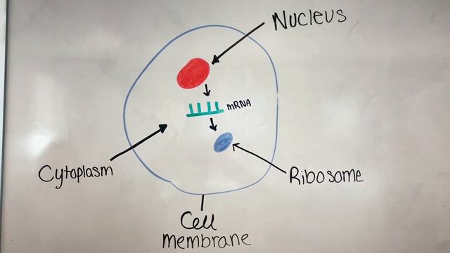 Transcription and Translation By Courtney Smith and Jade Sylvia смотреть онлайн