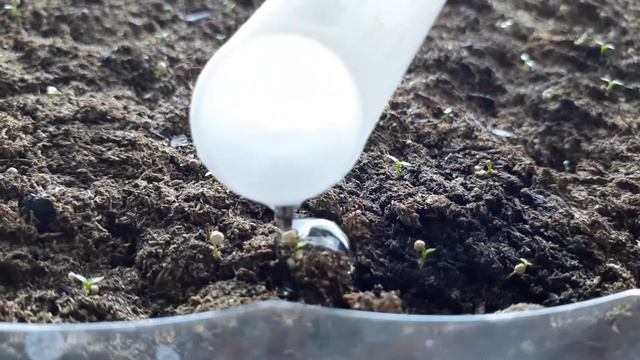 Growing LISIANTHUS from seeds to seedling grow guide смотреть онлайн