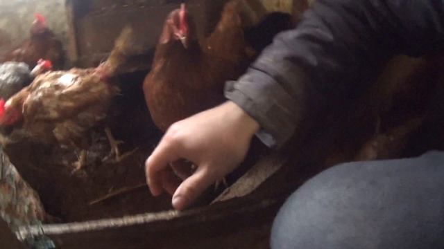 ЖИВЫЕ БАКРЕРИИ ИЛИ ТЕПЛАЯ ПОДСТИЛКА. ЛИЧНЫЙ ПОТЫТ ИСПОЛЬЗОВАНИЯ И ИХ + И - !!! смотреть онлайн