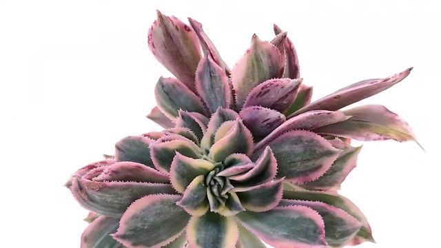 Aeonium 'Sunburst' F. Crested