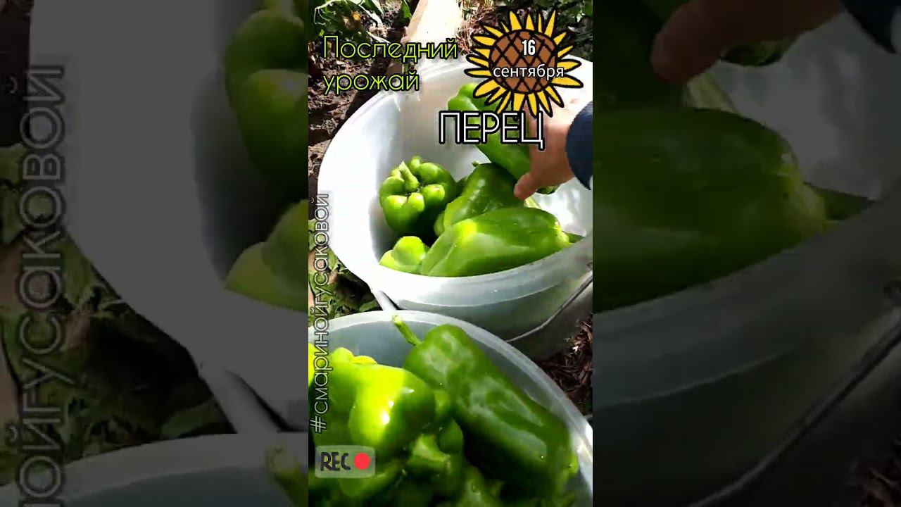 ПЕРЕЦ БОЛГАРСКИЙ последний урожай. Сорт Носера, Богатырь и Звезда Востока смотреть онлайн