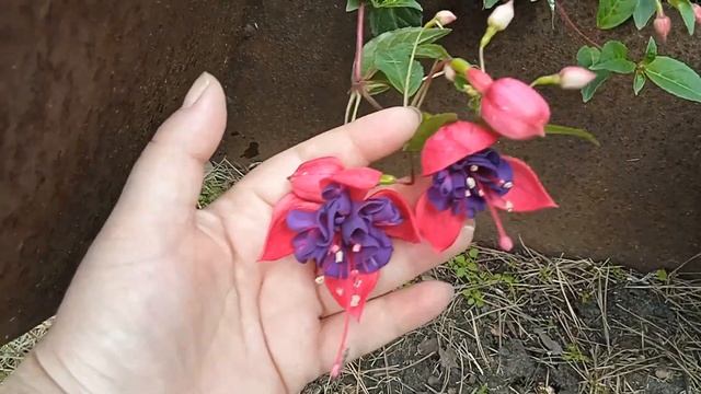 КРАСИВАЯ ФУКСИЯ ГИБРИДНАЯ, ПЕТУНИЯ смотреть онлайн