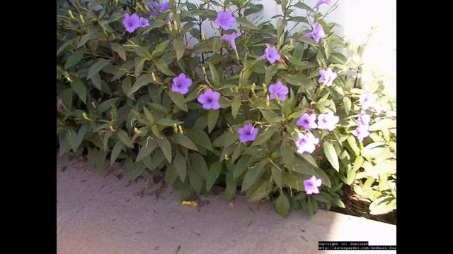 РУЭЛЛИЯ (RUELLIA)   сем. Акантовых