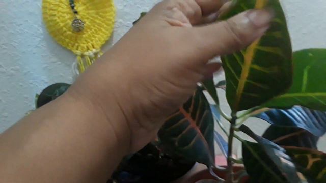 My Croton collection смотреть онлайн