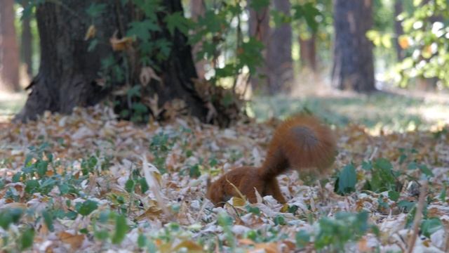 Squirrel runs in the park looking for food / Белка бегает в парке, ищет еду смотреть онлайн