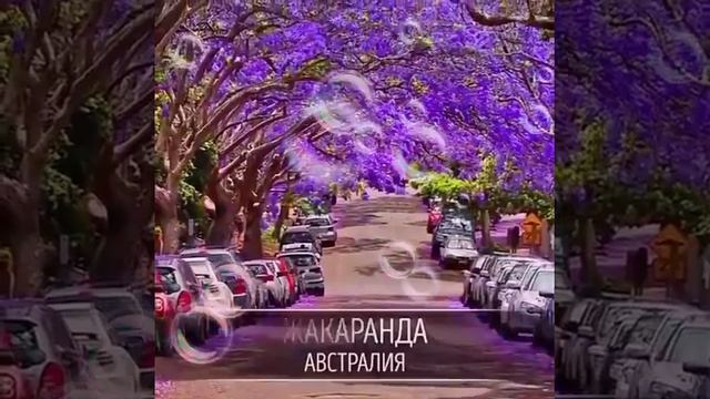 Самые необычные деревья мира смотреть онлайн