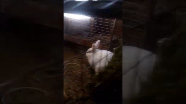 я толка начинаешь кролики НЗБ Поделитесь опытом смотреть онлайн