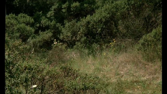 Жандарм и жандарметки. Короткий путь