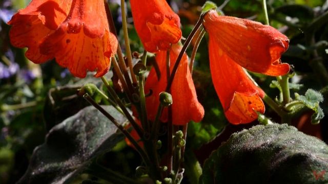 Смитианта (Smithiantha)