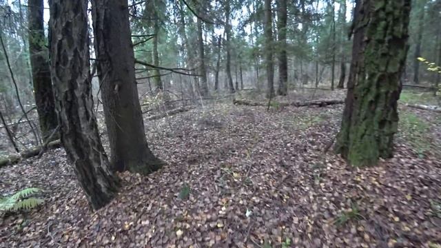 Лес осенью/ Выходные на даче продолжаются смотреть онлайн