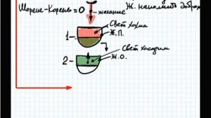 КАББАЛА ОСНОВЫ  Часть 12 Схема мироздания