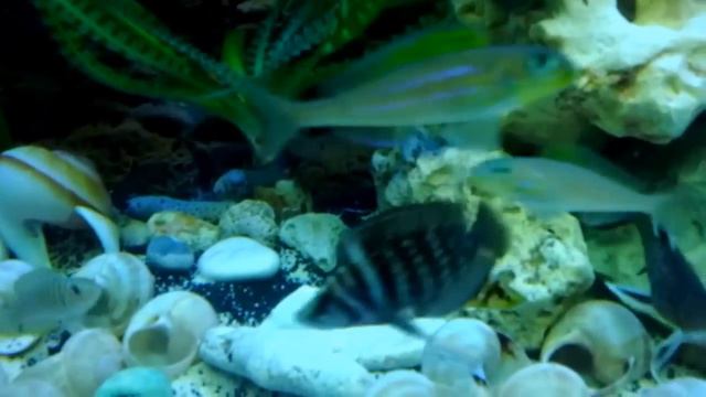 Tanganyika Tank