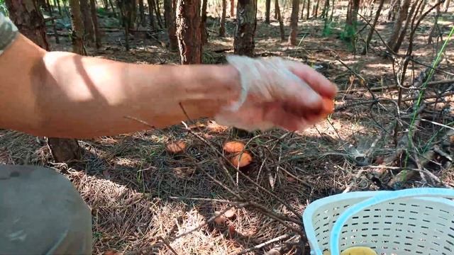 Первые маслята сезона 2022 года!июль смотреть онлайн