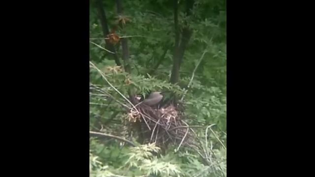 Жизнь серой вороны (day 5) смотреть онлайн