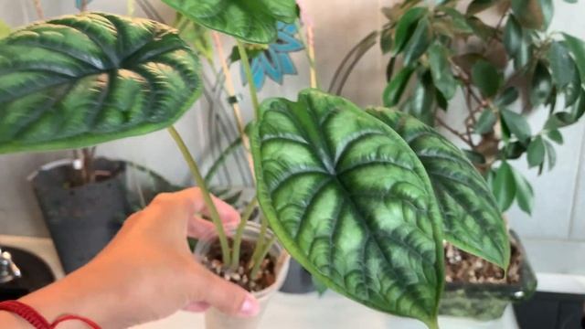 Алоказия Dragon Scale. Размер, полив, перелив.