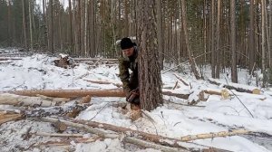 Работа в лесу для настоящих мужиков. ✊