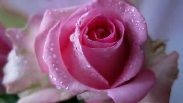 С_ДНЕМ_РОЖДЕНИЯ_МУЗЫКАЛЬНАЯ_ОТКРЫТКА_ПОЗДРАВЛЕНИЕ(1).mp4 смотреть онлайн