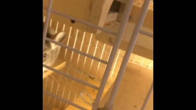 Деревянные полки и домики для шиншилл смотреть онлайн