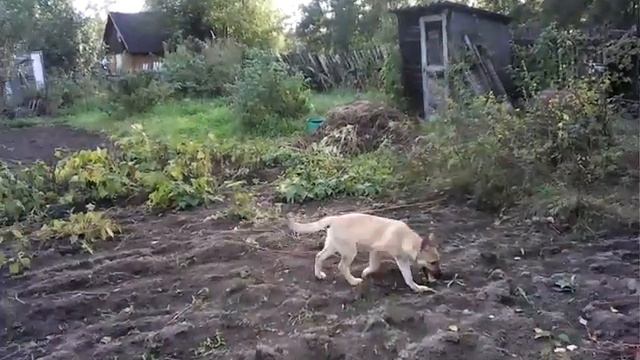 Влог со своей собакой на даче. Анна Ди.