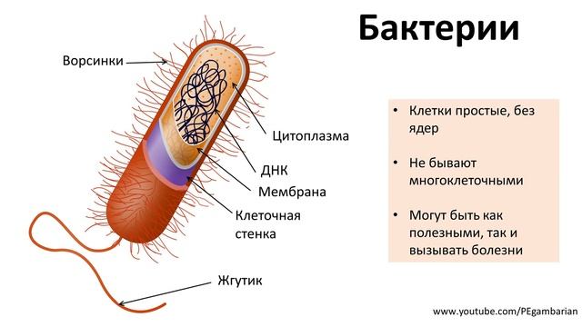 8. Вирусы и бактерии (5 класс) - введение в Биологию смотреть онлайн