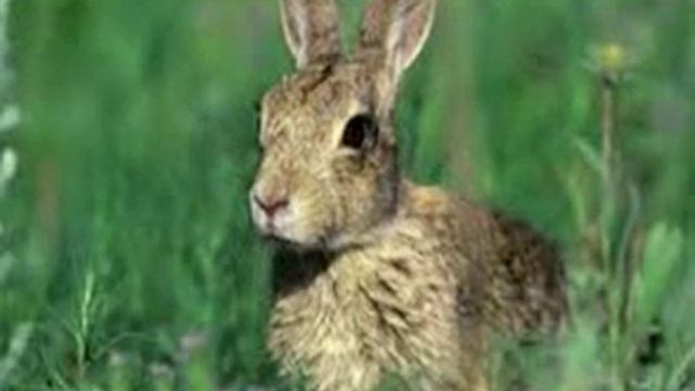 Сказки шумелки - Трусливый заяц смотреть онлайн