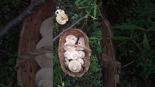 Как растут белые грузди смотреть онлайн