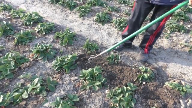 Как правильно подготовить клубнику к зимовке - наглядно и коротко! смотреть онлайн