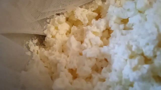 Какой и сколько выходит творога из козьего молока?