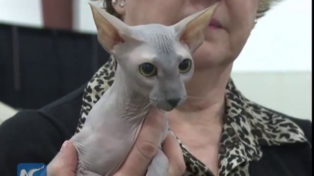 Cat show in Vancouver- rare Peterbald, Sphinx, Cornish Rex, Maine Coon & Singapura смотреть онлайн