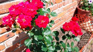 Роза Нина Вейбул-она достойна быть в Вашей коллекции роз. Эта роза подойдёт для начинающих.